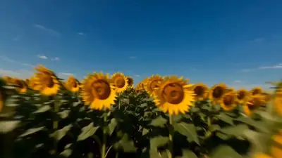 ひまわり畑FPV花粉ワード形成