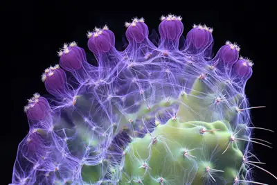 Botanical X-Ray Revelation