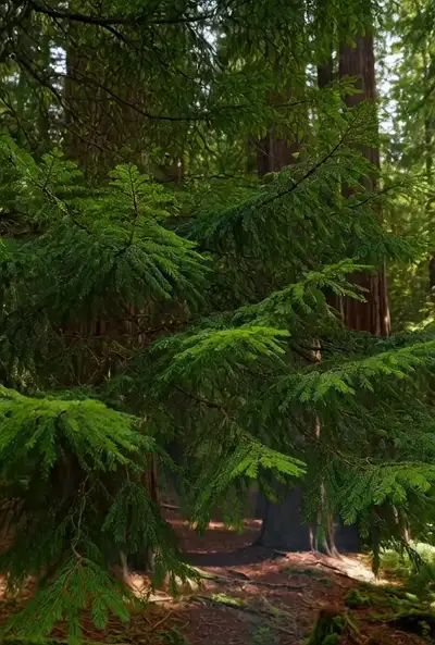 Pedestal Down Reveal: Redwood Forest to Campfire