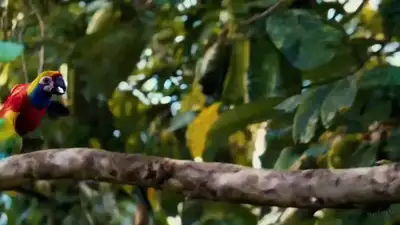 Loro en la selva de Costa Rica