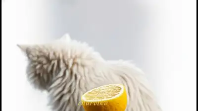 Cat vs Lemon: Defiant Bite Sequence