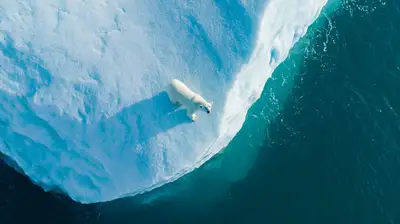 Vertikale Drohnenaufnahme von oben eines Eisbären auf einem Eisberg