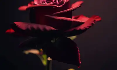 バラが塵に崩れ落ちるテキストエフェクト
