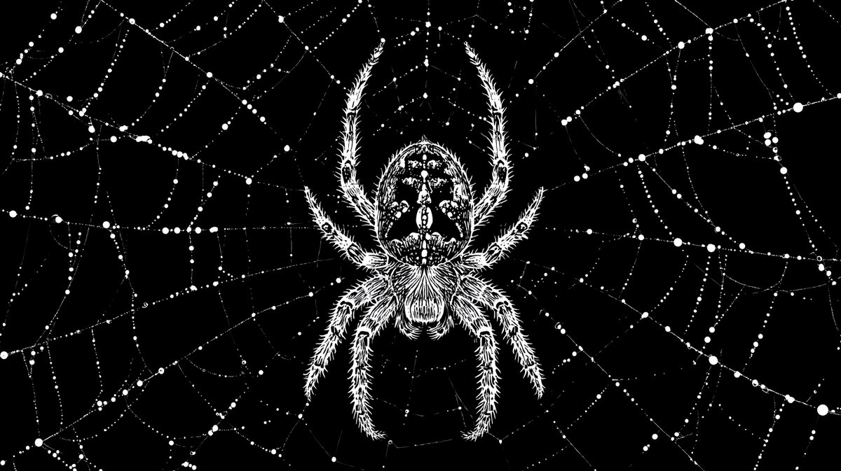 Orb-Weaver Spider Image Generation with Style Reference