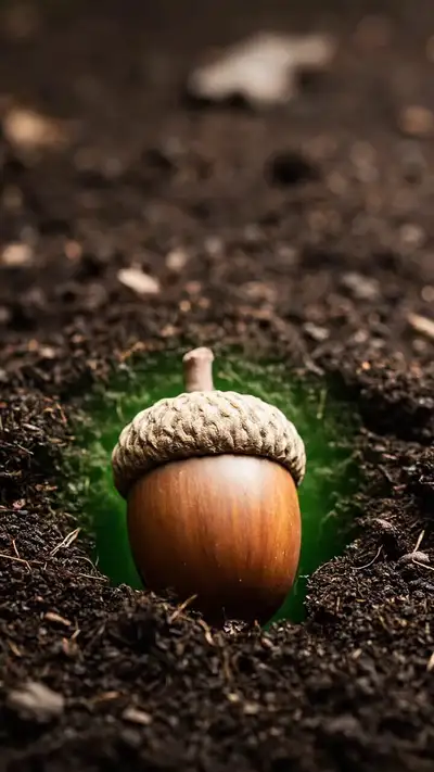 Acorn Sprouting into Towering Oak Timelapse
