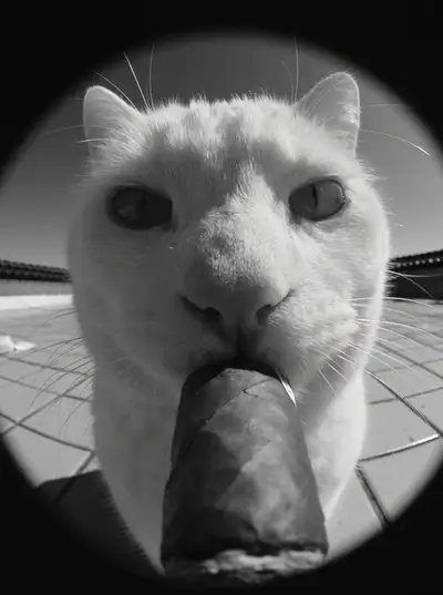Seedance 2.5 Black and White Cat Cigar Prompt