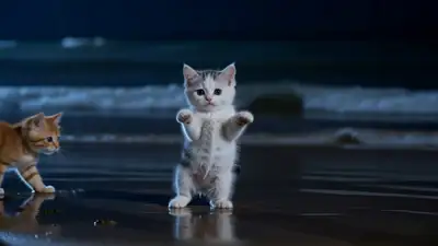 Gatos Dançando na Praia Noturna