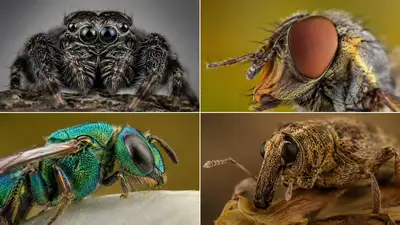 Macro Photography Physics Prompt