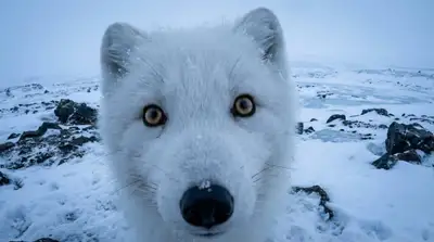 Modèle POV animalier style GoPro avec objectif fisheye et variables