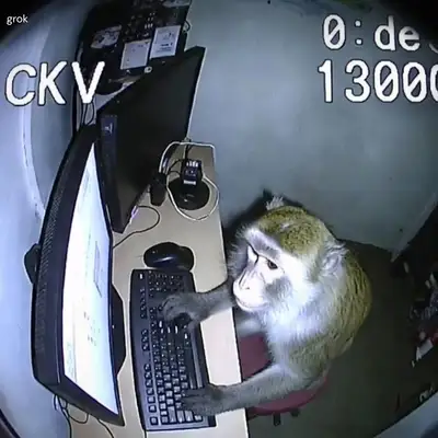 CCTV-style monkey using a computer