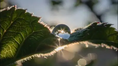 Cinematic Macro Raindrop Dawn Video
