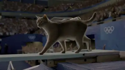 Cat Olympic Diving Competition Video