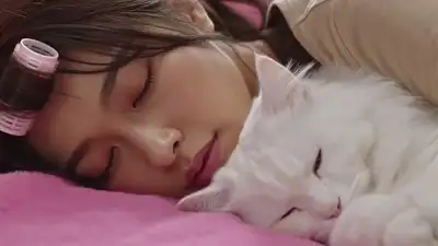Waking-up cat confusion scene prompt for Seedance 2.0