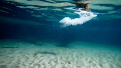 Tiger plunging through river surface