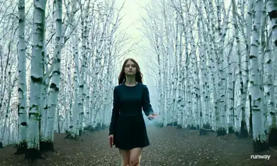Cinematic Birch Forest Zoom Out