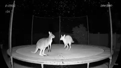 Veo3 fast JSON prompt: viral wildlife trampoline CCTV video