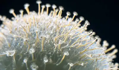 Close-up of a bacteria