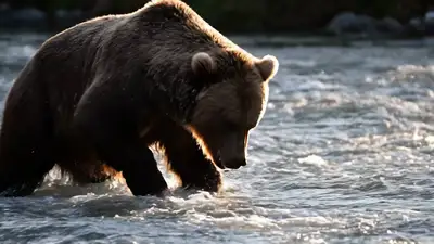 Grizzly Bear Salmon Catch Cinematic Video Prompt