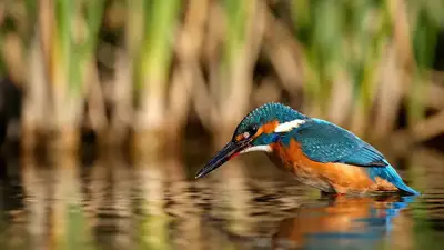 Electric-Blue Kingfisher Water Strike