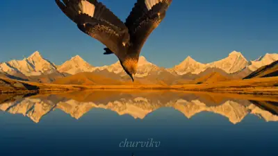 Golden Eagle Flight Cinematic Film Strip