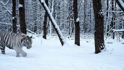 White Tiger in Snowy Forest